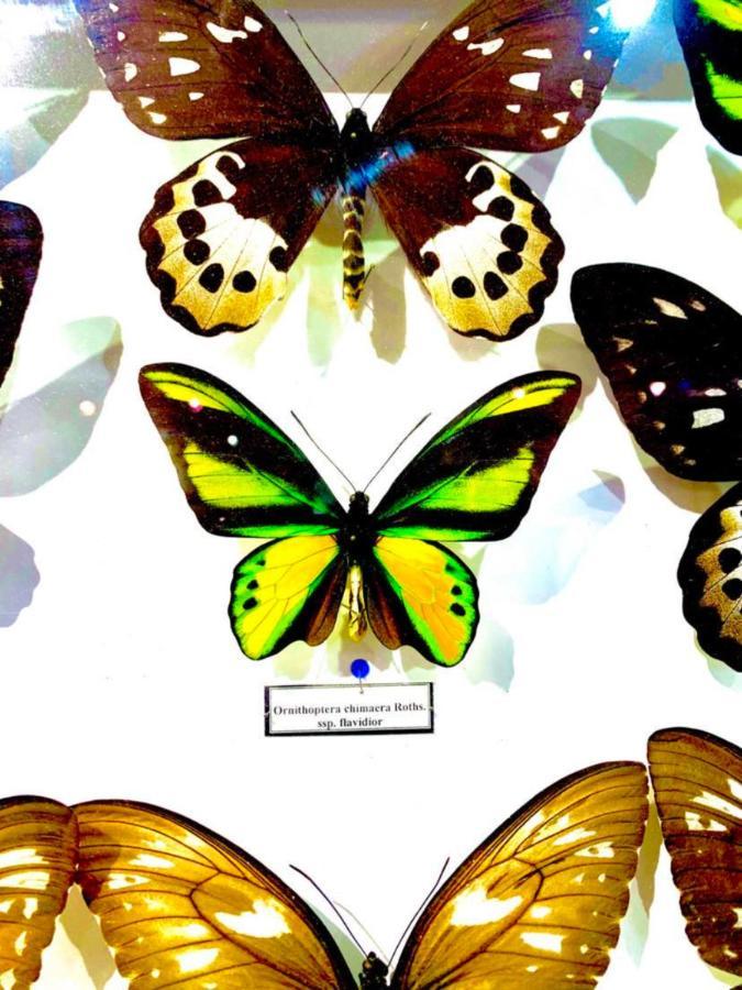 Villa Butterfly Budapeşte Dış mekan fotoğraf