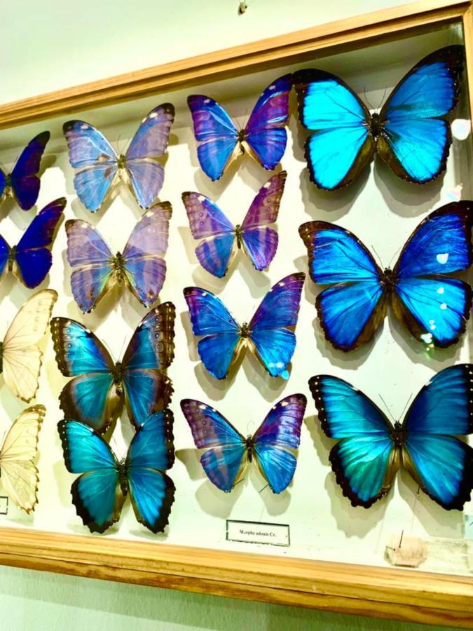 Villa Butterfly Budapeşte Dış mekan fotoğraf